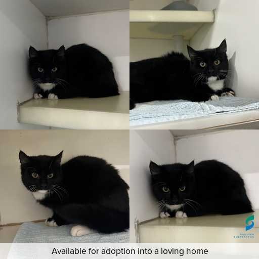 Photo of cat with ID of : C260563.