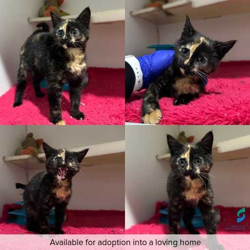 Photo of cat with ID of : C260571.