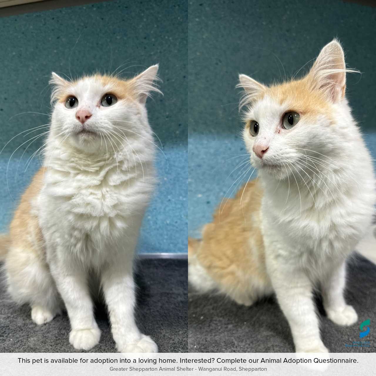 C260595Lola