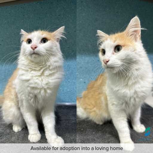 Photo of cat with ID of : C260595.