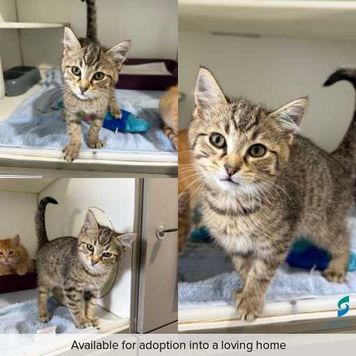 Photo of cat with ID of : C260603.