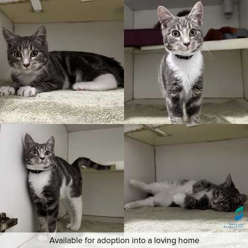 Photo of cat with ID of : C260609.
