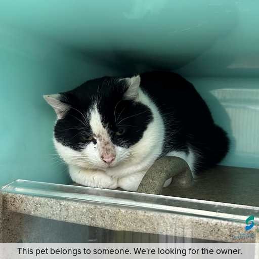Photo of cat with ID of : C260614.