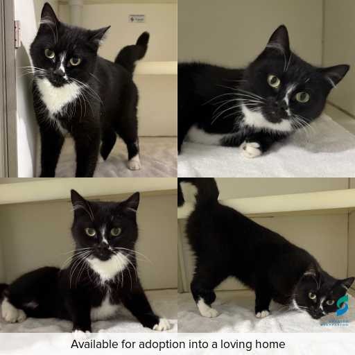 Photo of cat with ID of : C260618.