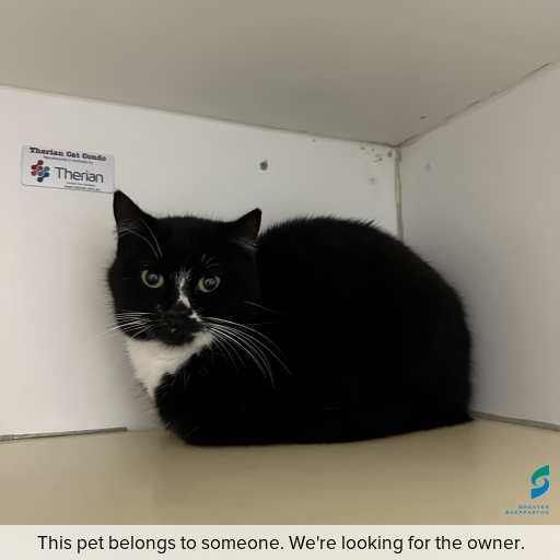 Photo of cat with ID of : C260618.