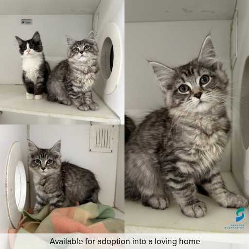 Photo of cat with ID of : C260638.