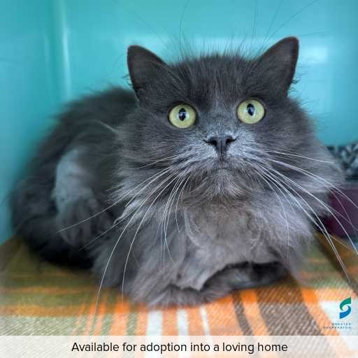 Photo of cat with ID of : C260640.