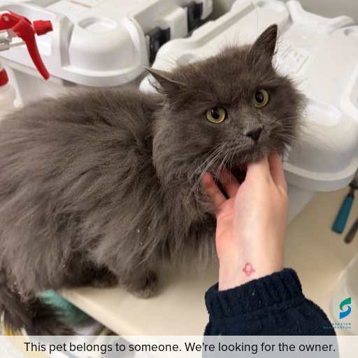 Photo of cat with ID of : C260640.