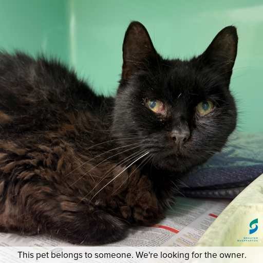 Photo of cat with ID of : C260643.