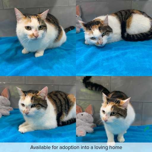 Photo of cat with ID of : C260651.