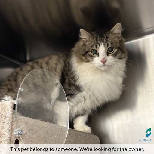 Photo of cat with ID of : C260673.