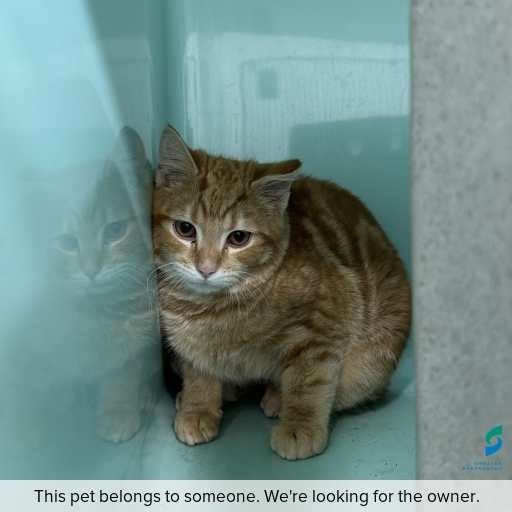 Photo of cat with ID of : C260674.