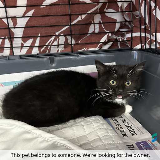 Photo of cat with ID of : C260679.
