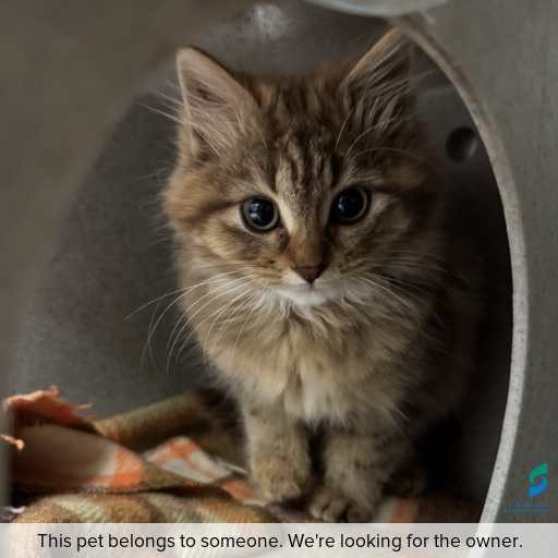 Photo of cat with ID of : C260685.