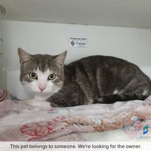 Photo of cat with ID of : C260688.