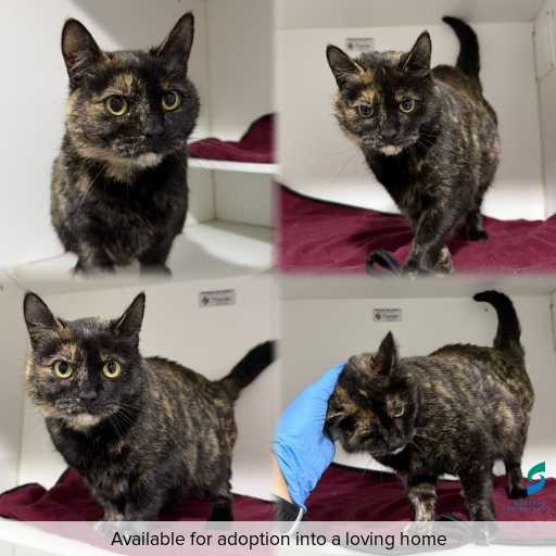 Photo of cat with ID of : C260724.