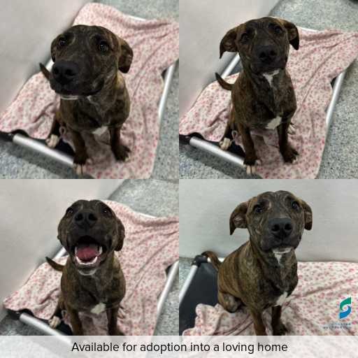Photo of dog with ID of : D260345.