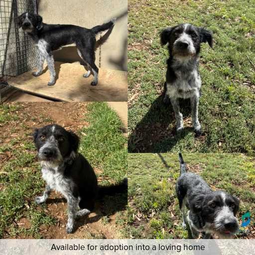 Photo of dog with ID of : D260063.