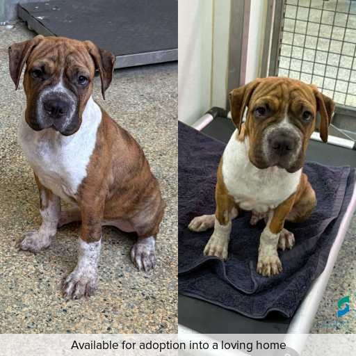 Photo of dog with ID of : D260077.