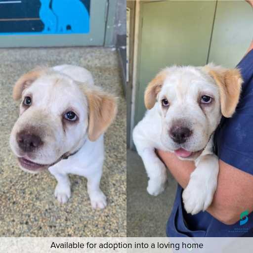 Photo of dog with ID of : D260081.