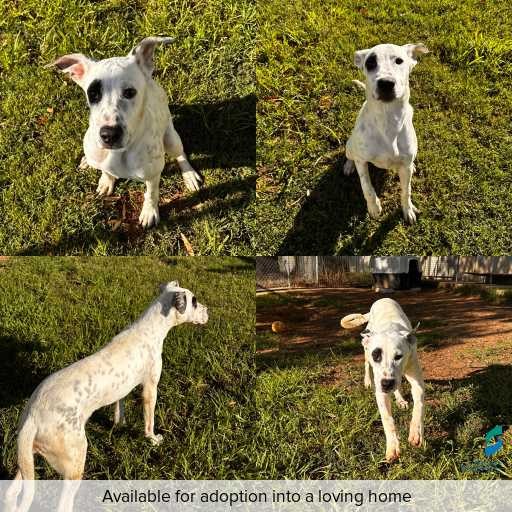 Photo of dog with ID of : D260127.