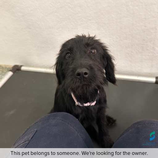 Photo of dog with ID of : D260147.