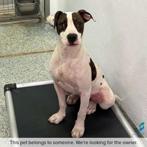 Photo of dog with ID of : D260161.