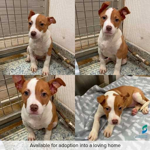 Photo of dog with ID of : D260174.