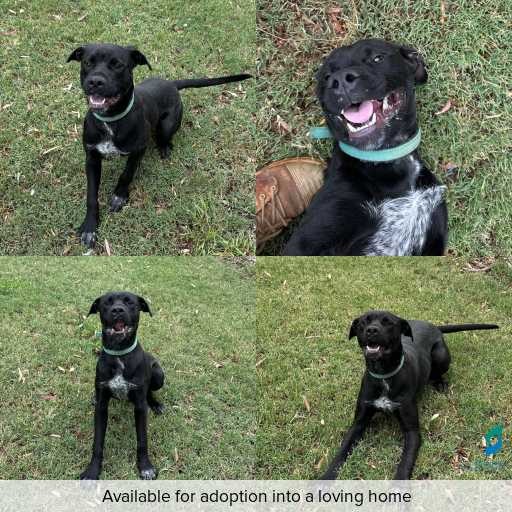 Photo of dog with ID of : D260182.