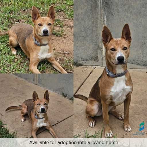 Photo of dog with ID of : D260195.