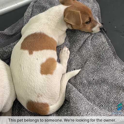 Photo of dog with ID of : D260211.