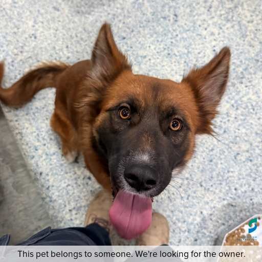 Photo of dog with ID of : D260217.