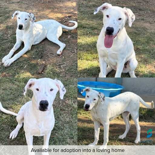 Photo of dog with ID of : D260227.