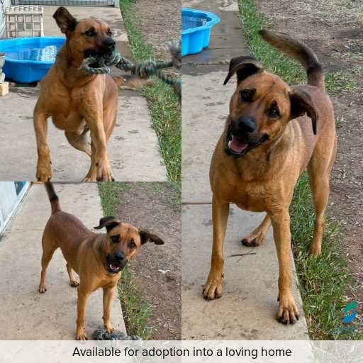 Photo of dog with ID of : D260285.