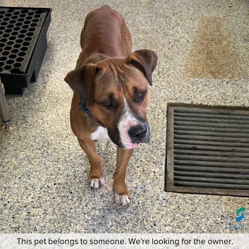Photo of dog with ID of : D260291.