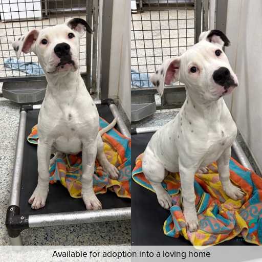 Photo of dog with ID of : D260299.