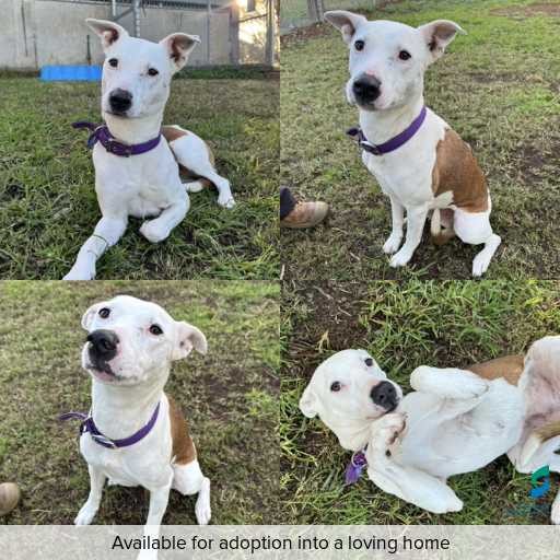 Photo of dog with ID of : D260208.