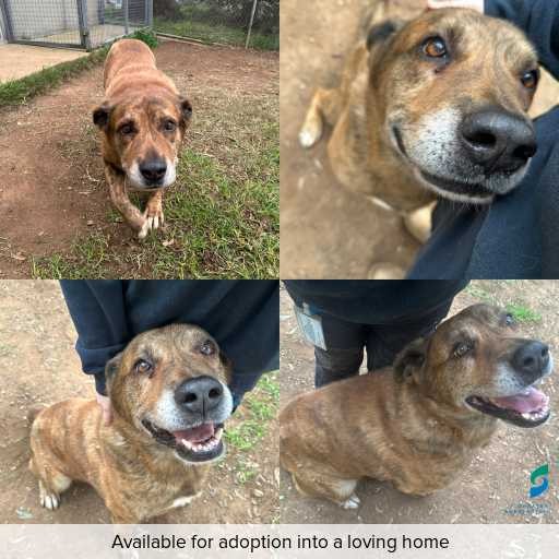 Photo of dog with ID of : D260310.
