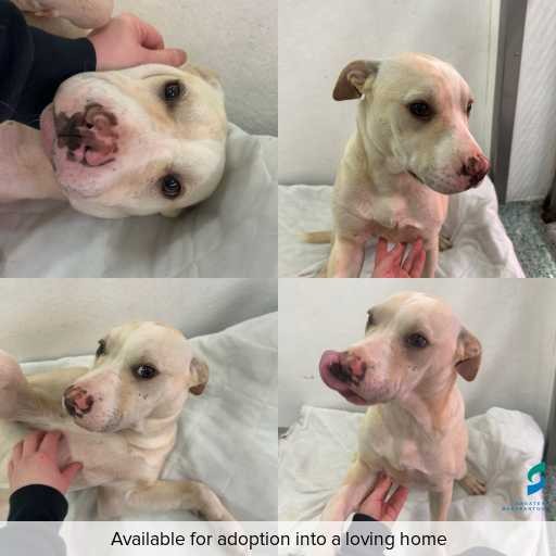Photo of dog with ID of : D260347.