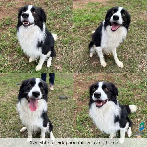 Photo of dog with ID of : D260349.