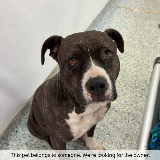 Photo of dog with ID of : D260395.