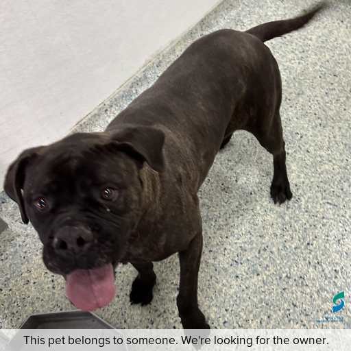 Photo of dog with ID of : D260415.