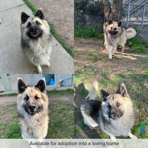 Photo of dog with ID of : D260475.