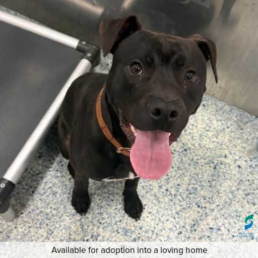 Photo of dog with ID of : D260491.