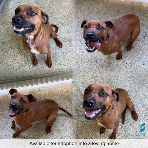 Photo of dog with ID of : D260492.