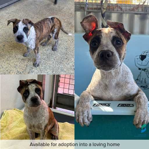 Photo of dog with ID of : D260074.