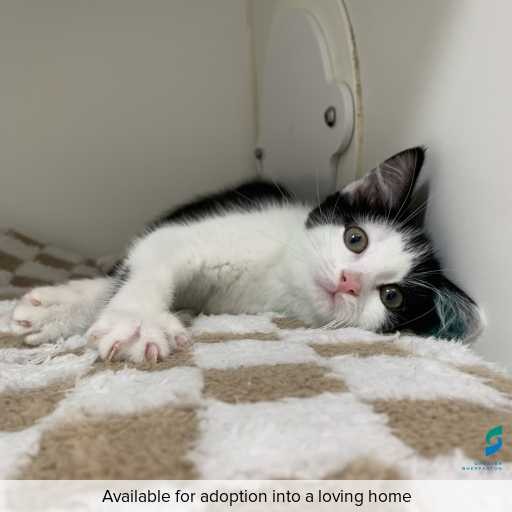 Photo of cat with ID of : C251019.