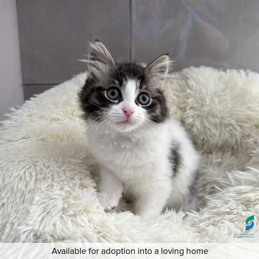 Photo of cat with ID of : C250963.