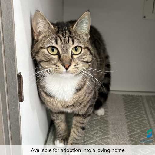 Photo of cat with ID of : C250978.