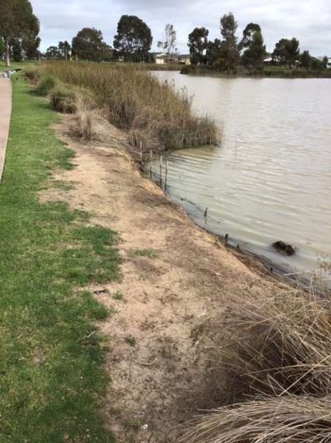 Evidence of the negative impact from chemical spraying of planted native riparian vegetation surrounding a lake. 